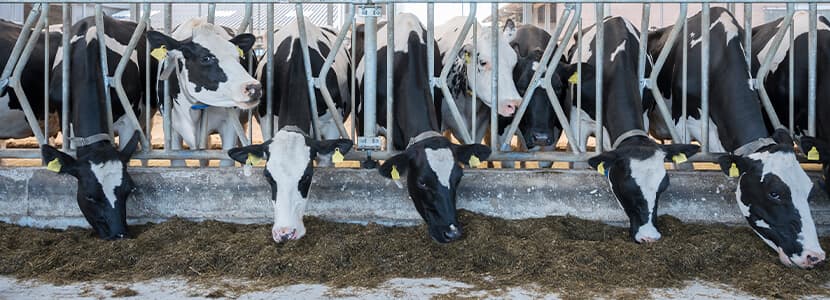 Alimentación individualizada en vacas lecheras: misma producción con menos recursos