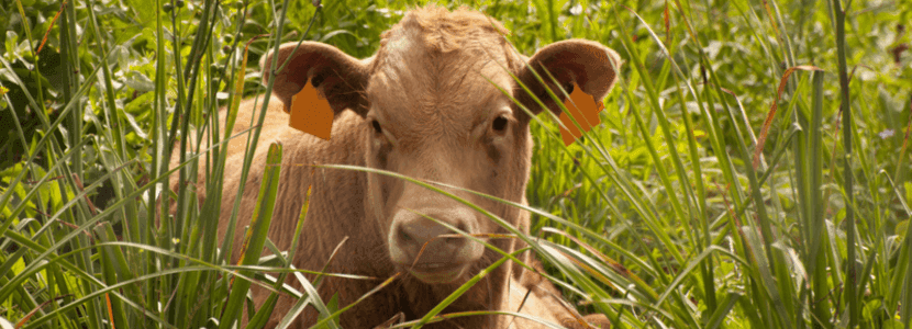 Los crotales electrónicos podrían atentar contra el bienestar animal
