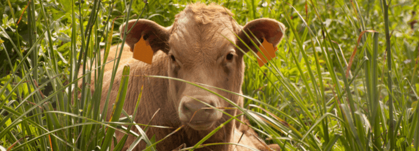Los crotales electrónicos podrían atentar contra el bienestar animal
