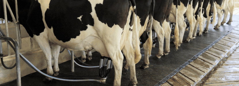 Negociaciones en el sector lácteo: ligeras subidas en los precios de la leche
