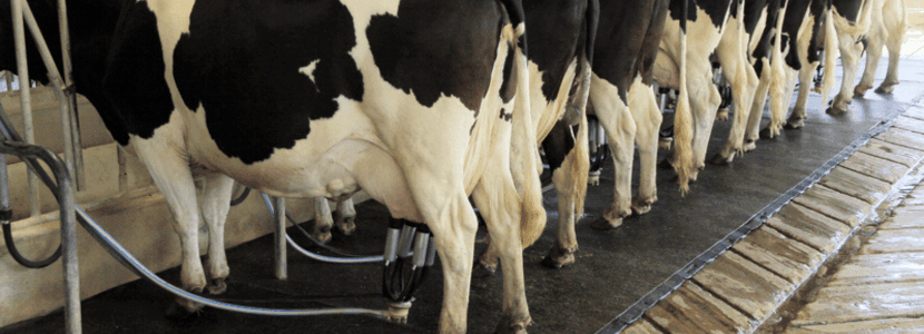 Negociaciones en el sector lácteo: ligeras subidas en los precios de la leche