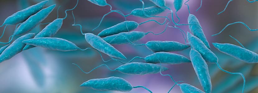 Detectan Leishmania en rumiantes en Granada