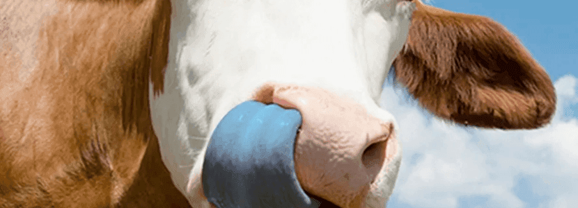 Lengua azul en bovinos: una amenaza silenciosa económica y sanitaria