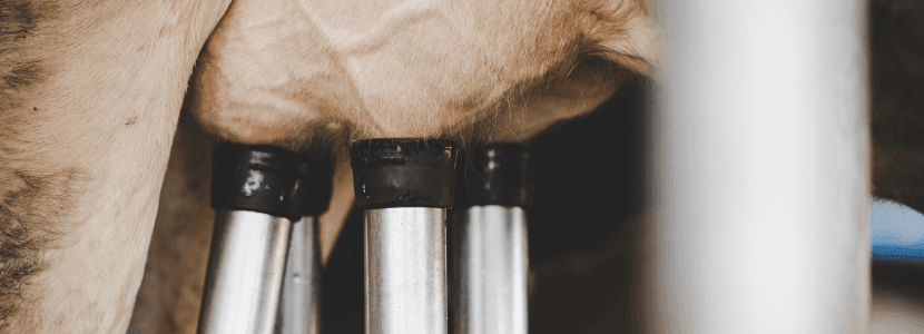 Fallos en el ordeño mecánico y calidad de la leche