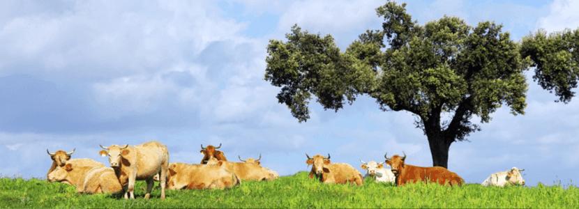 Italia y Francia notifican los primeros brotes de dermatosis nodular contagiosa