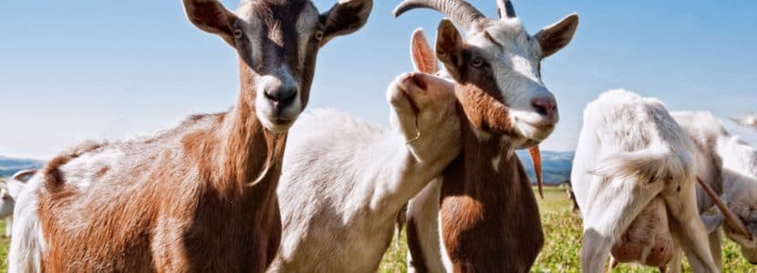 Las cabras y el prejuicio ecológico sobre su impacto