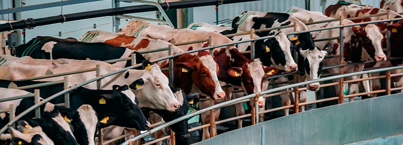 Influencia del entorno social en el ordeño sobre el rendimiento lechero