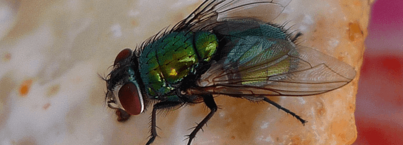 Alerta en Texas por la reaparición del gusano barrenador
