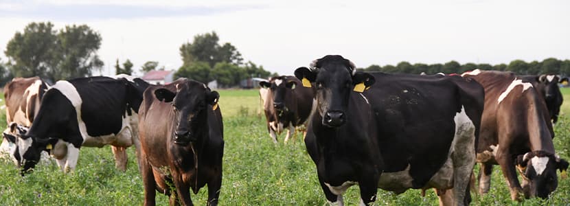 Bovela®: innovación al servicio de la protección inteligente frente a la BVD