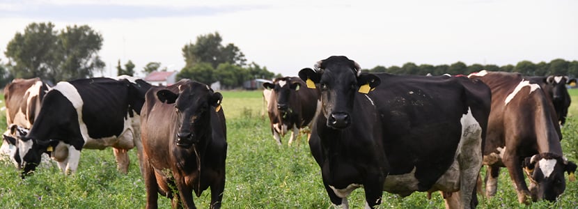 Bovela®: innovación al servicio de la protección inteligente frente a la BVD
