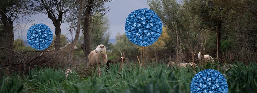 Avance inquietante de la Lengua Azul en España impulsa medidas urgentes de vacunación y emergencia sanitaria