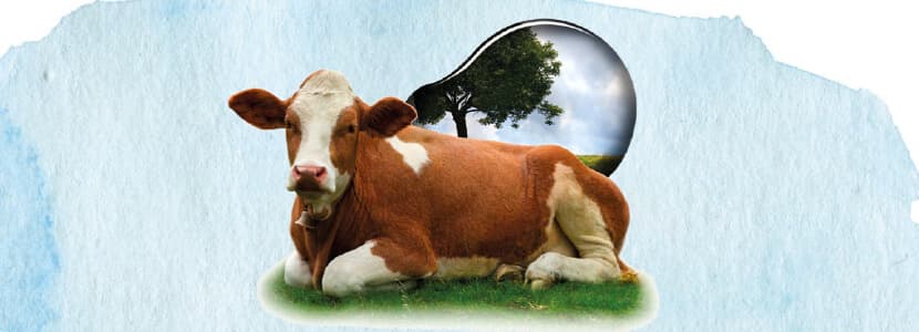 Plan Nacional frente a la Resistencia a los Antibióticos (PRAN) 2025-2027: Una estrategia integral para preservar la salud pública, animal y ambiental