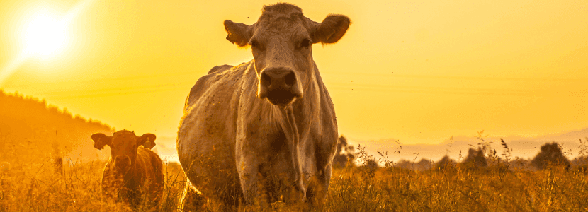 Alimentación y genética bovina: claves para reducir las emisiones de metano