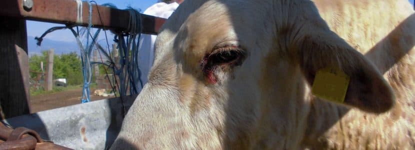 Arranca en Cataluña la vacunación contra la dermatosis nodular contagiosa