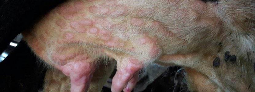 2500 animales sacrificados por la Dermatosis Nodular Contagiosa