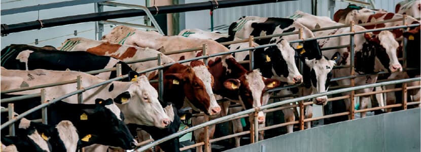 Fisiología mamaria y ordeño en vacas lecheras