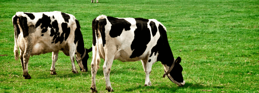 Detectan anticuerpos de gripe aviar en una vaca lechera en Países Bajos
