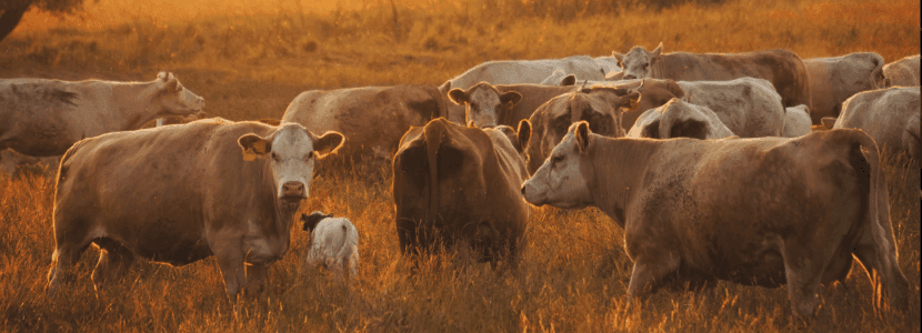 La paralización del tratado Mercosur: un respiro para los ganaderos