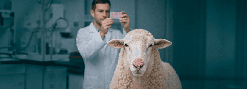 Carcinoma de células escamosas en ovino raza rasa aragonesa: paradigma predisposición-fenotipo