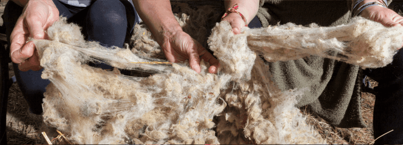 CICYTEX convierte la lana de oveja en productos de alto valor