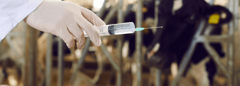 Navarra amplía la vacunación contra la dermatosis nodular