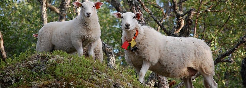 Tecnología satelital para ganado extensivo: saber dónde están tus animales incluso sin cobertura