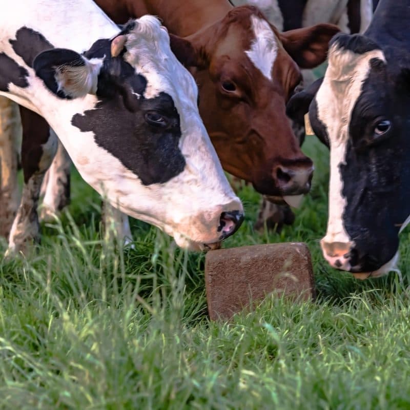 Estudian el pasto Napier para aumentar la producción de leche