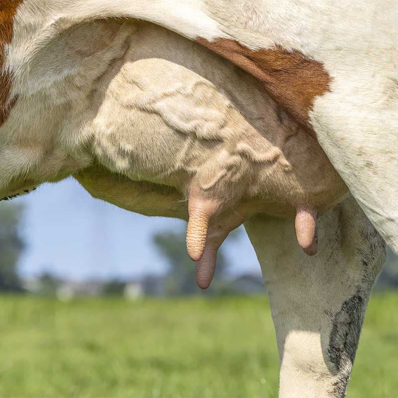 Vetia Animal Health anuncia el regreso de MASTIVAC, la vacuna con la cobertura más amplia frente a la mamitis bovina