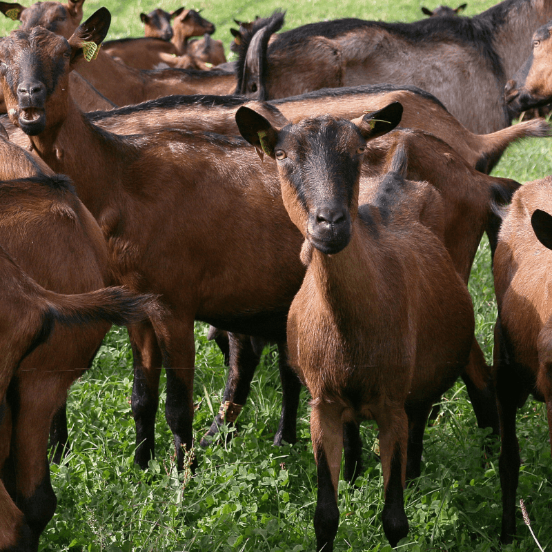 La producción ecológica no garantiza por sí sola mayor bienestar animal