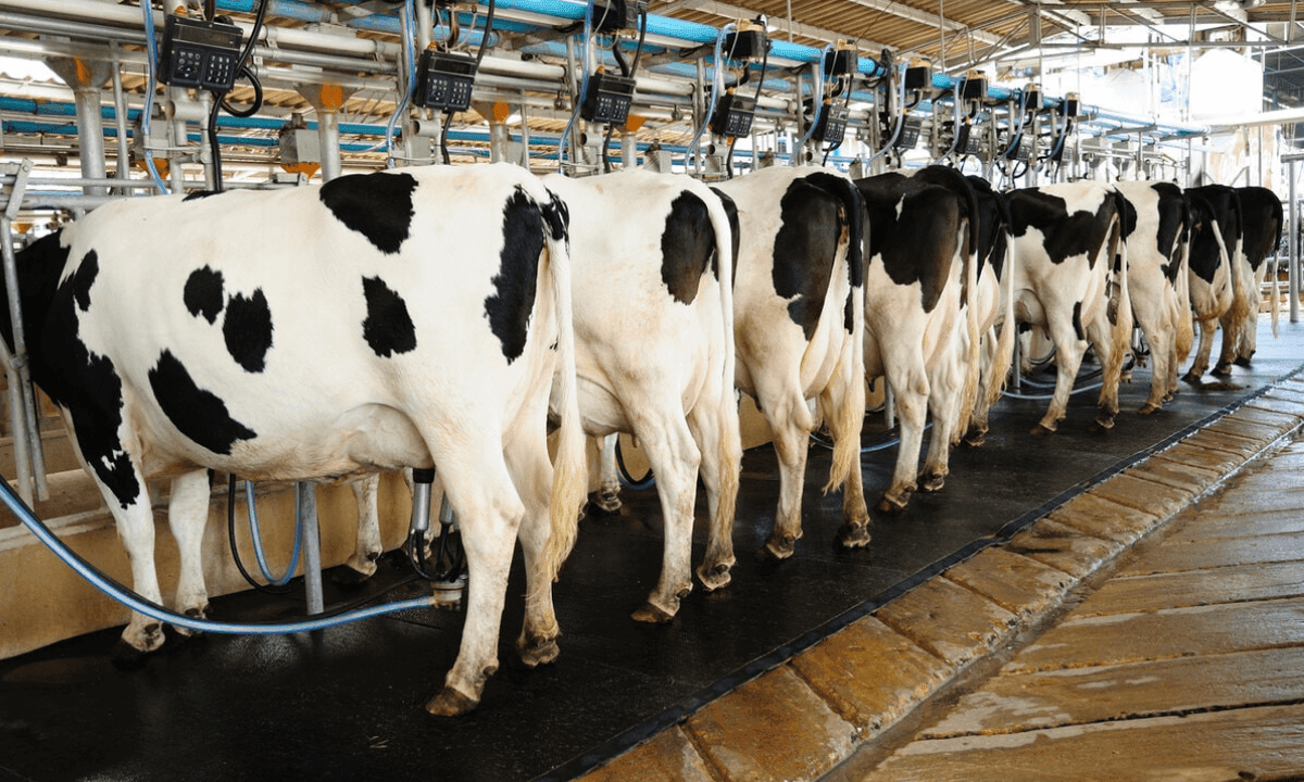 La producción de leche sube en 5 de 6 grandes regiones