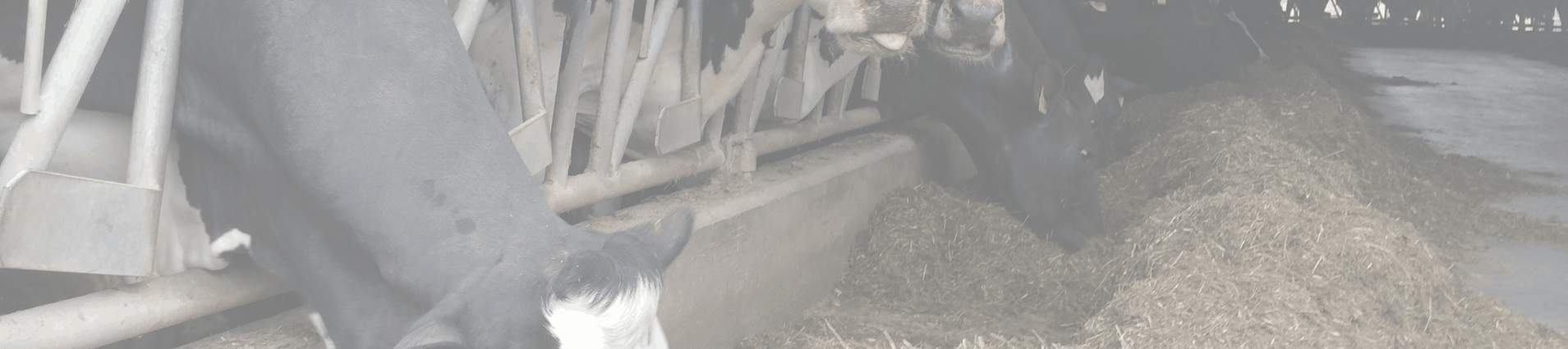 Nutrition and Feeding