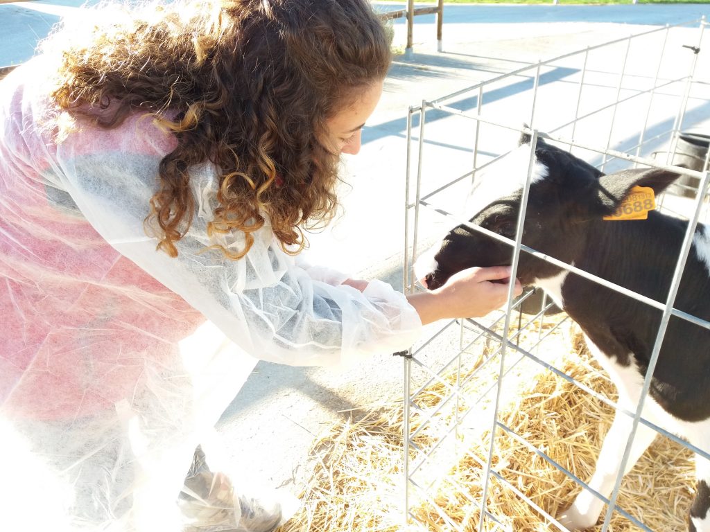 dairy cattle