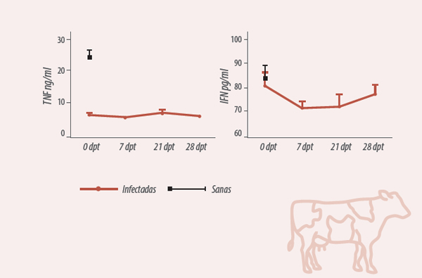 udder alterations in cows