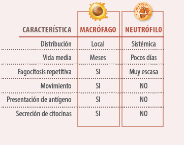 immune system alterations
