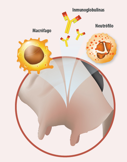 udder alteration in cattle