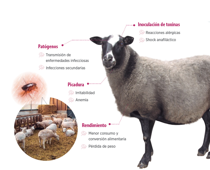 insects in livestock