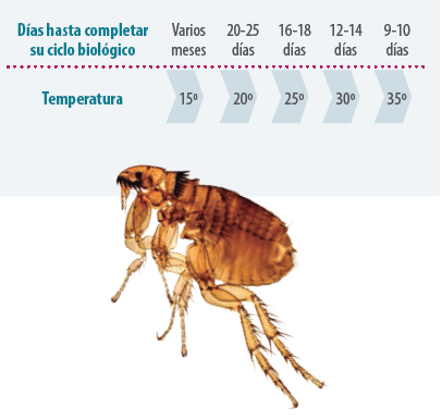 insects livestock