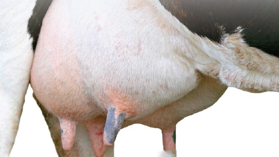 mastitis