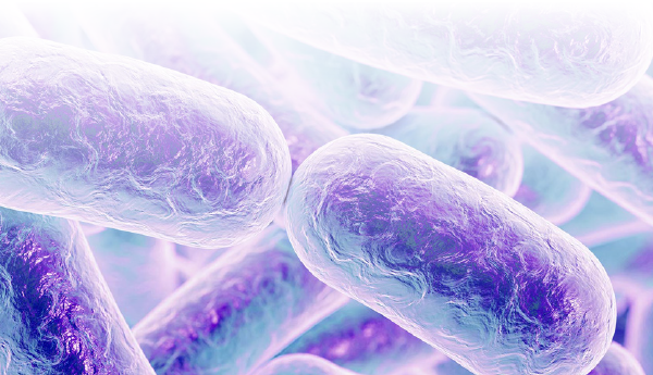 bacterias-bacilos-violetas
