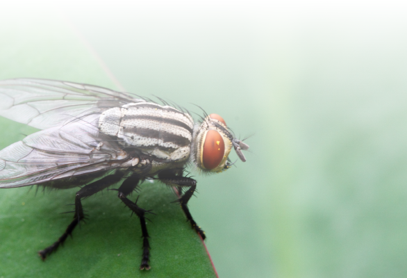 mosca-en-hoja