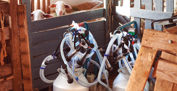 sheep-milking-parlor