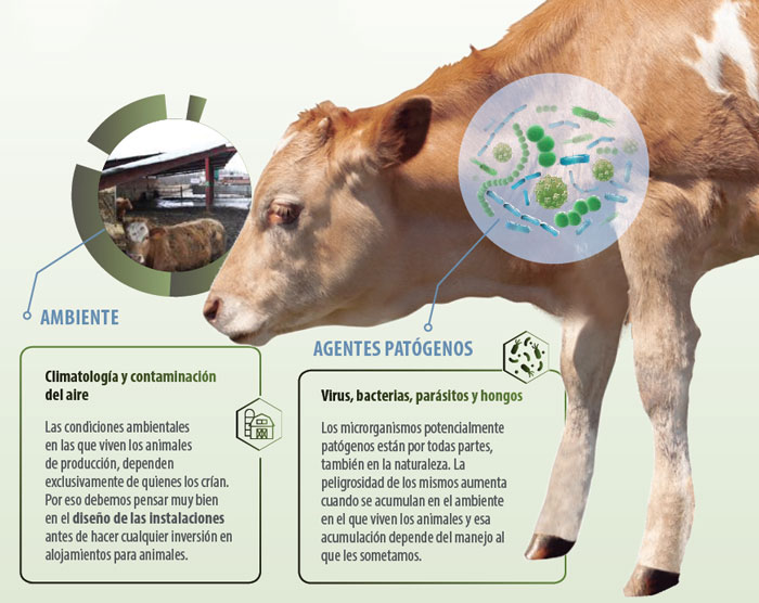 patología terneros