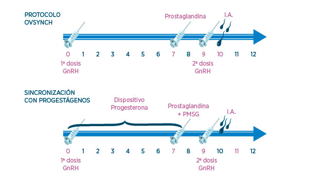 fertilidad rumiantes