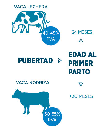 producción lechera