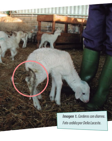 patología digestivas corderos
