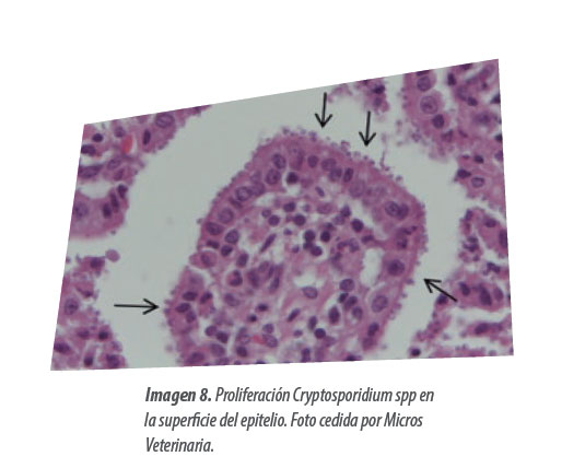 patología digestiva