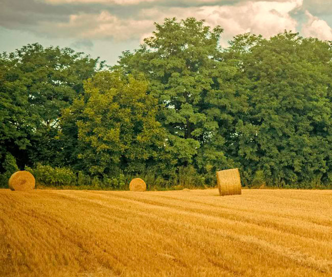 producción de gases ganado vacuno