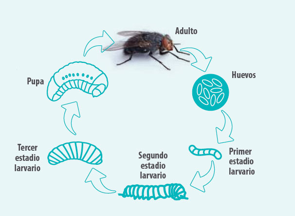 producción de leche