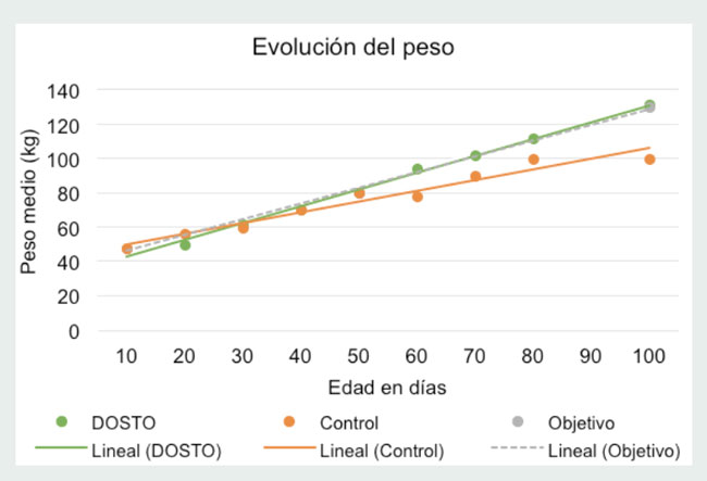 producción oregano