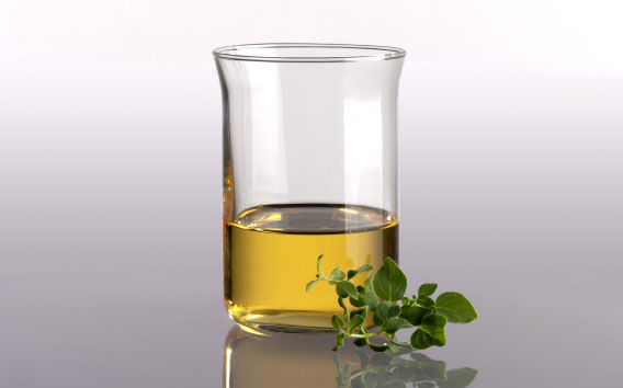 producción oregano
